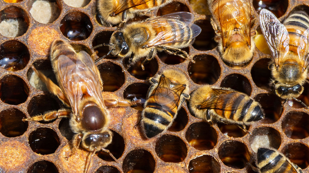 a close up of bees