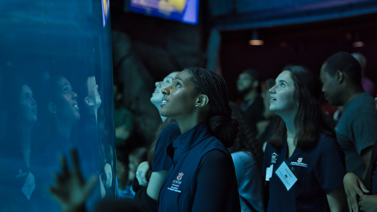 A young woman stares in amazement at a massive tank of water holding large sea creatures