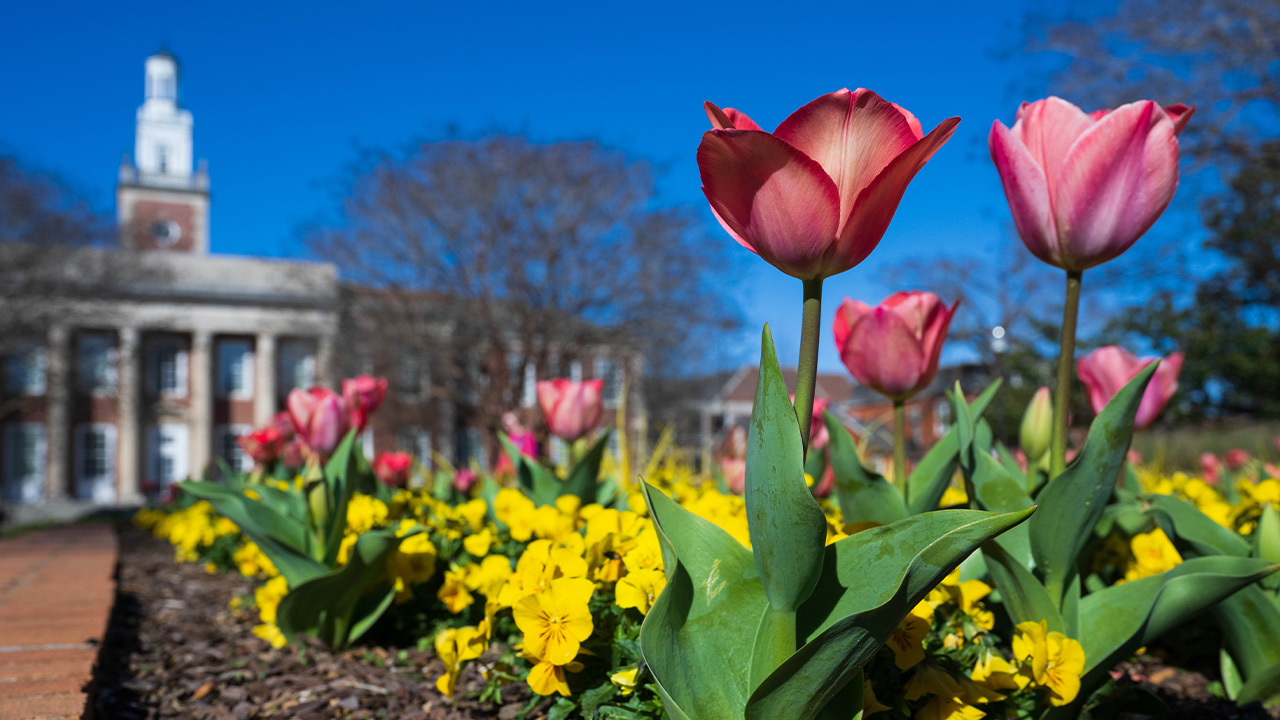 pink tulips and yellow flowers in front of a campus building and blue sky