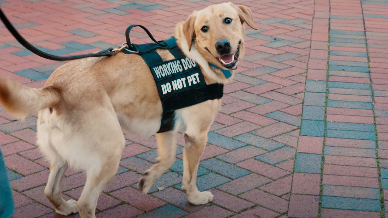 A dog in a vest that says