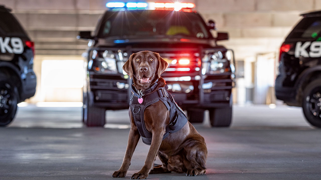 A dog sitting in front of police vehicles with their lights flashing