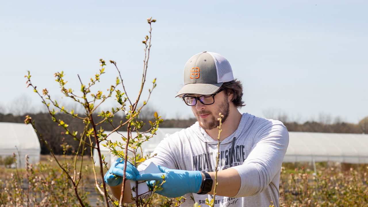 a young man attaches a device to plants in a field