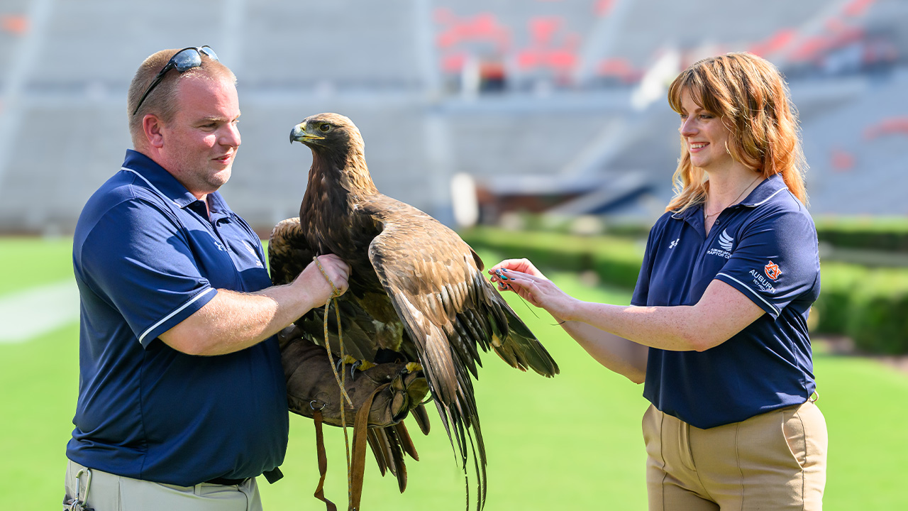 Andrew holds Aurea the eagle while Robyn places a tracking device on her.