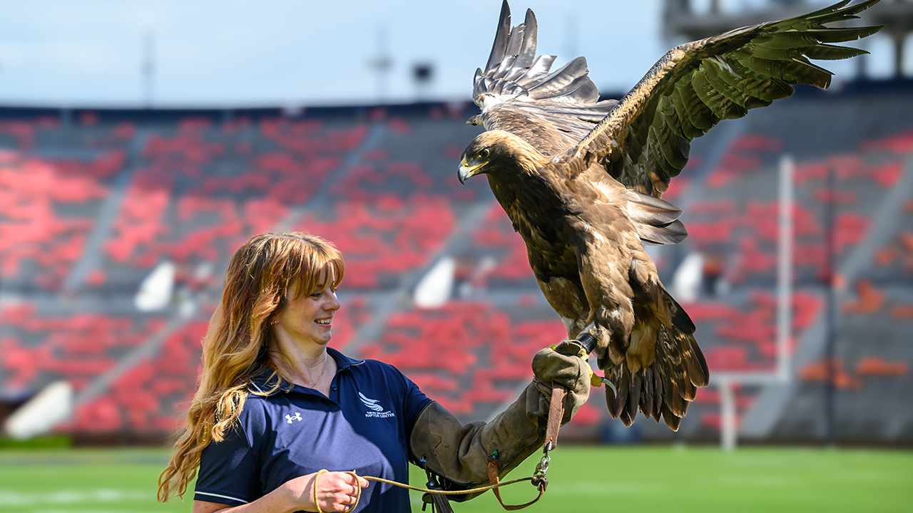 Trainer holds golden eagle on football field