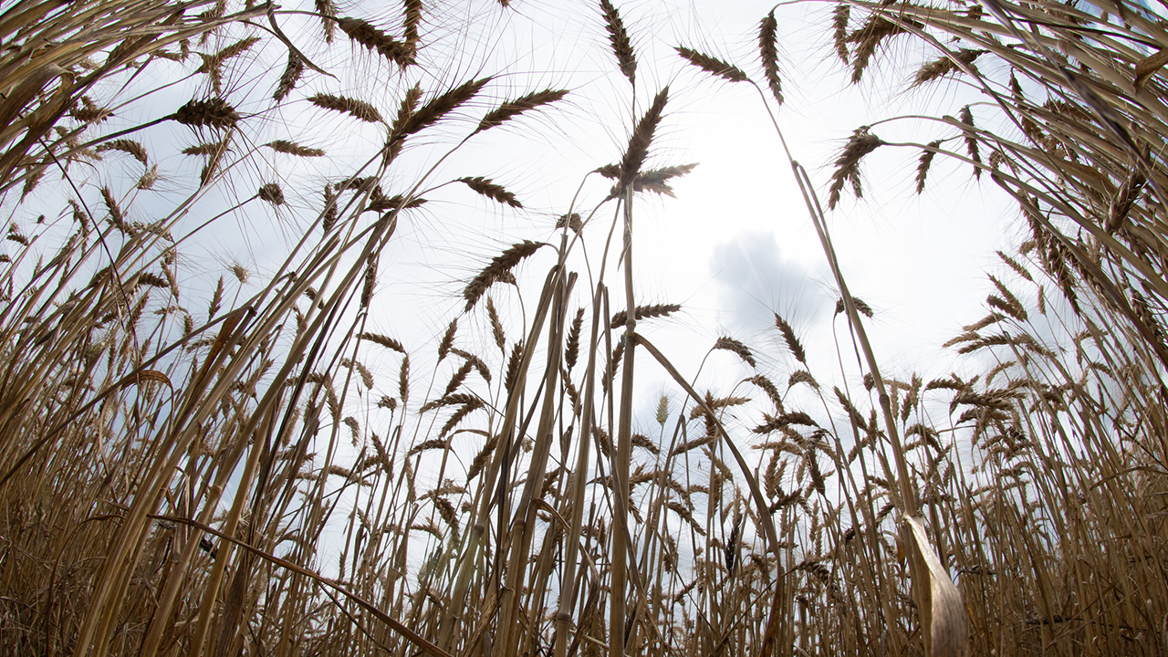 wheat field