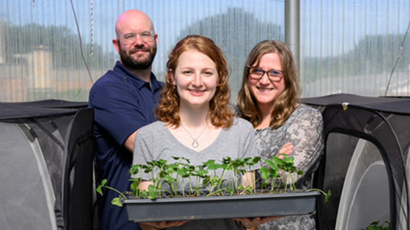 Researchers display young cotton plants in a greenhouse.